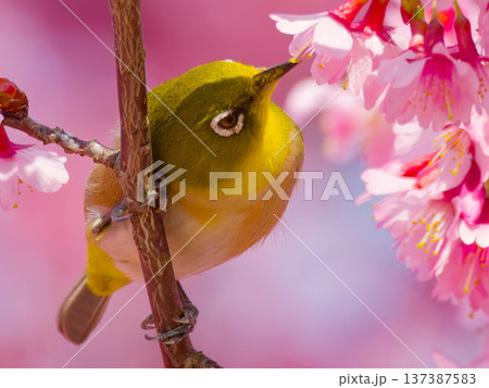 桜の花にとまるメジロ 日本の春を象徴する野鳥 137387583