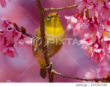 桜の花にとまるメジロ 日本の春を象徴する野鳥 137387585