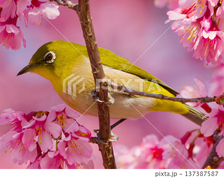 桜の花にとまるメジロ 日本の春を象徴する野鳥 137387587
