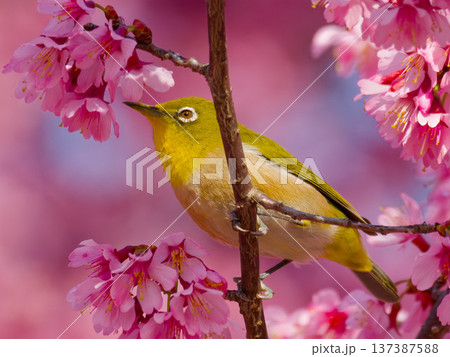 桜の花にとまるメジロ 日本の春を象徴する野鳥 桜の花にとまるメジロ 日本の春を象徴する野鳥 137387588
