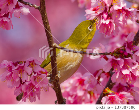 桜の花にとまるメジロ 日本の春を象徴する野鳥 桜の花にとまるメジロ 日本の春を象徴する野鳥 137387590
