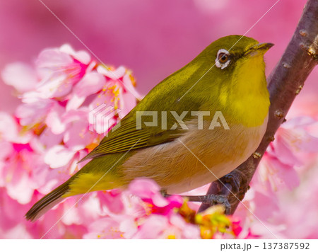桜の花にとまるメジロ 日本の春を象徴する野鳥 桜の花にとまるメジロ 日本の春を象徴する野鳥 137387592
