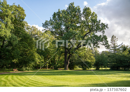 Landscaped city park with beautiful meadow, green lawn, huge trees in sunny summer day. Landscaped city park with beautiful meadow, green lawn, huge trees in sunny summer day. 137387602