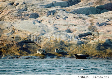 Few navy seals bask on the rocky shore at sunset in Teriberka, Murmansk region, Russia Few navy seals bask on the rocky shore at sunset in Teriberka, Murmansk region, Russia 137387665