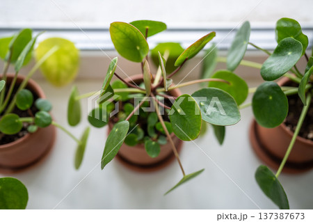 Closeup of Pilea peperomioides houseplant in pot on windowsill at home. Chinese money plant. Closeup of Pilea peperomioides houseplant in pot on windowsill at home. Chinese money plant. 137387673