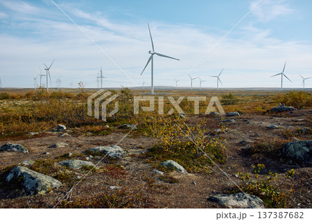 A field with windmills, turbine, extraction of clean electricity, colourful arctic carpet of moss, yagel, sunset, Tundra at autumn, tundra near the town of Teriberka in Russia, Murmansk region 137387682