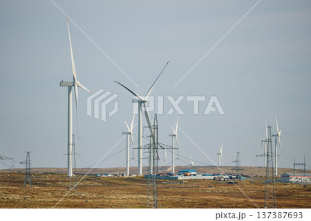 A field with windmills, turbine, extraction of clean electricity, colourful arctic carpet of moss, yagel, sunset, Tundra at autumn, tundra near the town of Teriberka in Russia, Murmansk region 137387693
