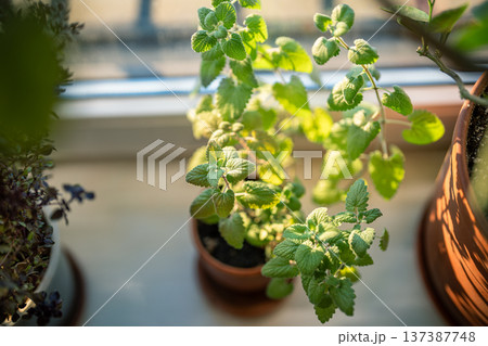 Homegrown Melissa plant in pot, closeup. Growing aromatic lemon balm herbs on windowsill at home. 137387748