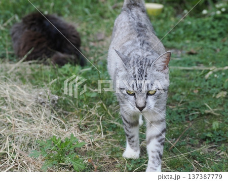 仲良し猫 仲良し猫 137387779