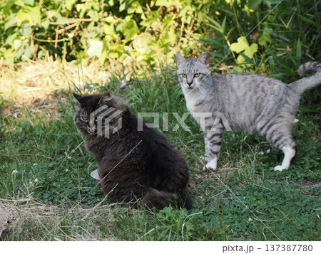 仲良し猫 仲良し猫 137387780