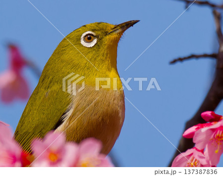 桜の花にとまるメジロ 春の日本を象徴する野鳥 137387836