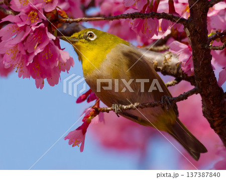 桜の花にとまるメジロ 春の日本を象徴する野鳥 桜の花にとまるメジロ 春の日本を象徴する野鳥 137387840