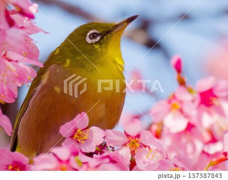 桜の花にとまるメジロ 春の日本を象徴する野鳥 137387843