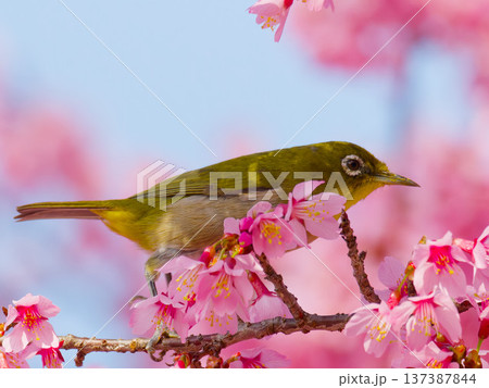 桜の花にとまるメジロ 春の日本を象徴する野鳥 桜の花にとまるメジロ 春の日本を象徴する野鳥 137387844
