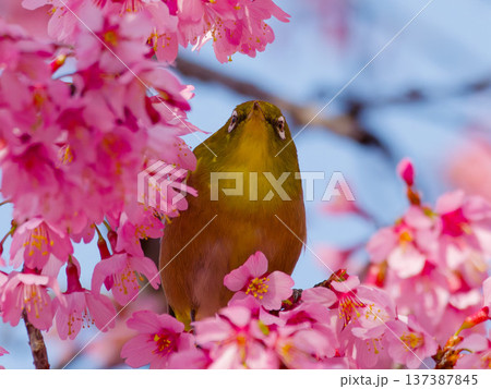 桜の花にとまるメジロ 春の日本を象徴する野鳥 桜の花にとまるメジロ 春の日本を象徴する野鳥 137387845