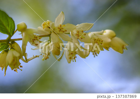 初夏の森に咲く白いウツギの花 初夏の森に咲く白いウツギの花 137387869