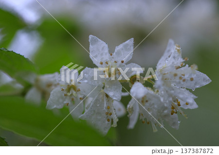 初夏の森に咲く白いウツギの花 初夏の森に咲く白いウツギの花 137387872