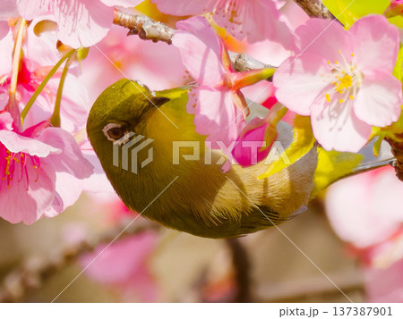 河津桜の枝にとまるメジロ 春の日本の野鳥 137387901