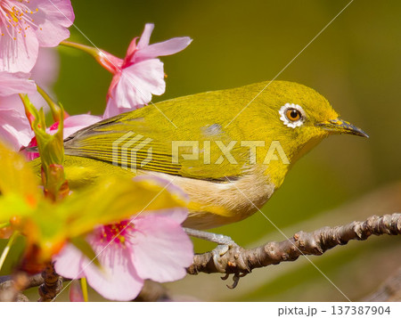 河津桜の枝にとまるメジロ 春の日本の野鳥 137387904
