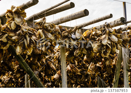 Cod stockfish drying on racks, Lofoten islands Norway Cod stockfish drying on racks, Lofoten islands Norway 137387953