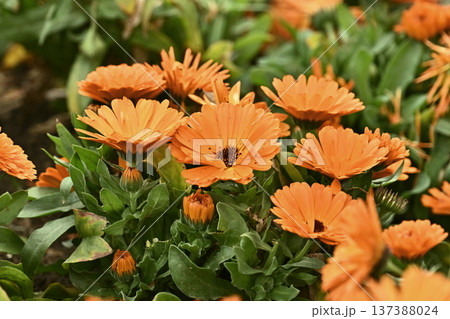 キンセンカ (カレンデュラ:Calendula officinalis) キンセンカ (カレンデュラ:Calendula officinalis) 137388024