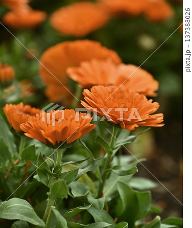 キンセンカ (カレンデュラ：Calendula officinalis) 137388026