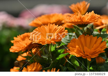 キンセンカ (カレンデュラ：Calendula officinalis) 137388029