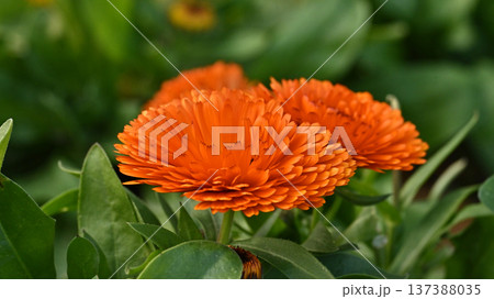 キンセンカ (カレンデュラ：Calendula officinalis) 137388035