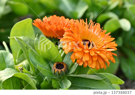 キンセンカ (カレンデュラ:Calendula officinalis) キンセンカ (カレンデュラ:Calendula officinalis) 137388037