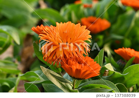 キンセンカ (カレンデュラ:Calendula officinalis) キンセンカ (カレンデュラ:Calendula officinalis) 137388039