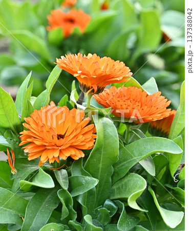 キンセンカ (カレンデュラ：Calendula officinalis) 137388042