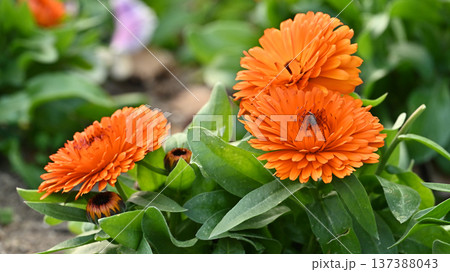キンセンカ (カレンデュラ：Calendula officinalis) 137388043