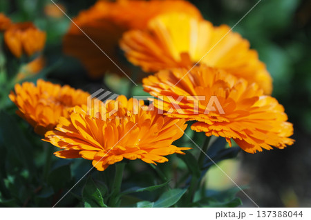 キンセンカ (カレンデュラ:Calendula officinalis) キンセンカ (カレンデュラ:Calendula officinalis) 137388044