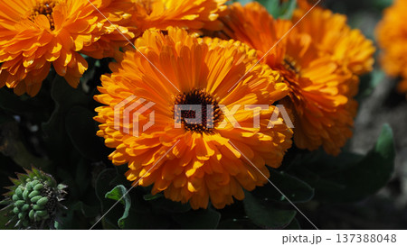 キンセンカ (カレンデュラ：Calendula officinalis) 137388048