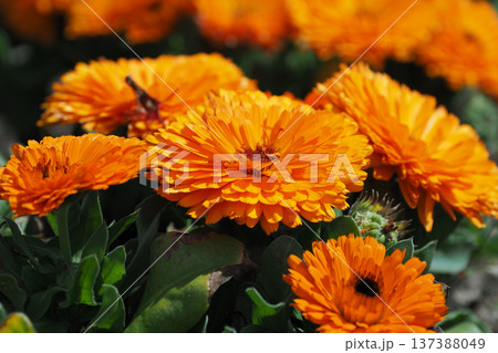 キンセンカ (カレンデュラ：Calendula officinalis) 137388049