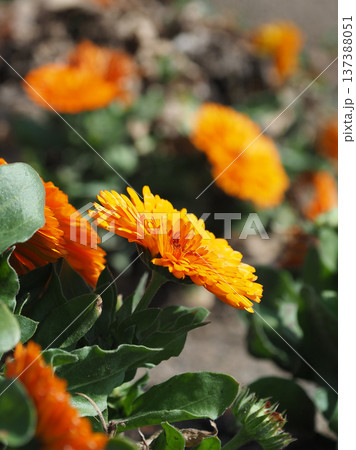 キンセンカ (カレンデュラ:Calendula officinalis) キンセンカ (カレンデュラ:Calendula officinalis) 137388051