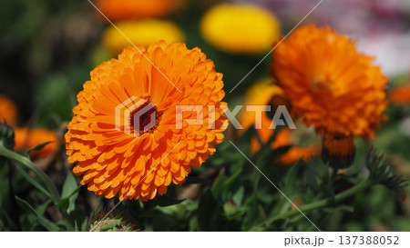 キンセンカ (カレンデュラ：Calendula officinalis) 137388052