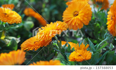 キンセンカ (カレンデュラ：Calendula officinalis) 137388053