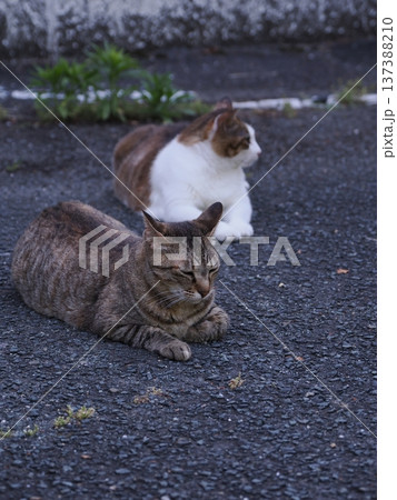仲良し地域猫 137388210