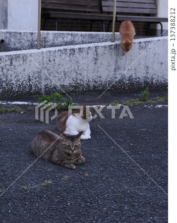仲良し地域猫 仲良し地域猫 137388212