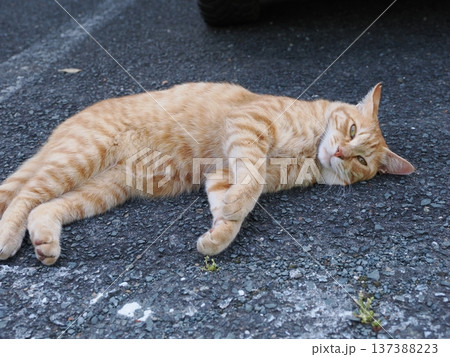 仲良し地域猫 仲良し地域猫 137388223