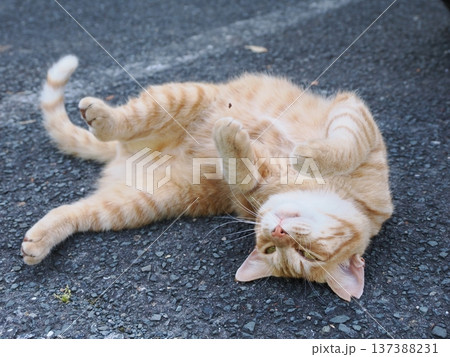 仲良し地域猫 137388231