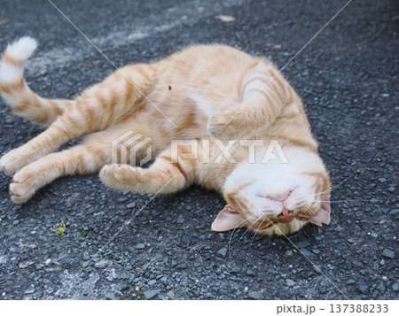 仲良し地域猫 仲良し地域猫 137388233