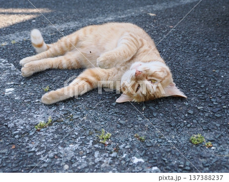 仲良し地域猫 仲良し地域猫 137388237