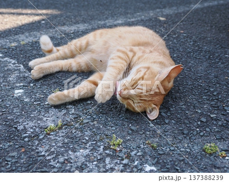仲良し地域猫 仲良し地域猫 137388239