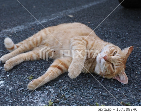 仲良し地域猫 仲良し地域猫 137388240