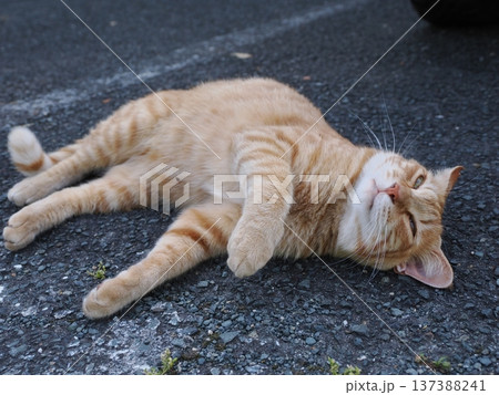 仲良し地域猫 仲良し地域猫 137388241
