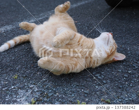 仲良し地域猫 137388242
