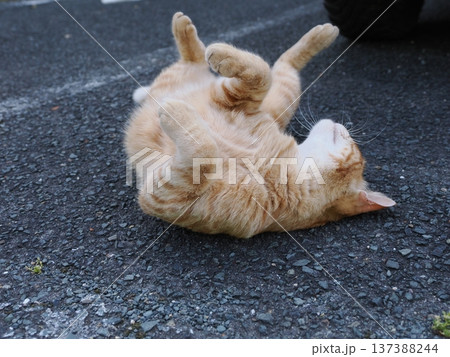 仲良し地域猫 137388244