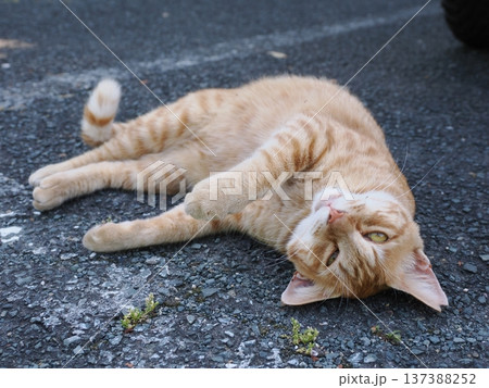 仲良し地域猫 137388252